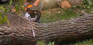 Best Tree Mulching  in Spanay, WA