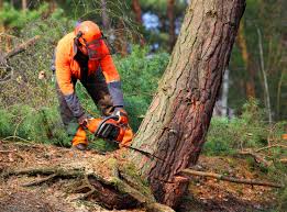 Best Soil Testing and Treatment  in Spanay, WA