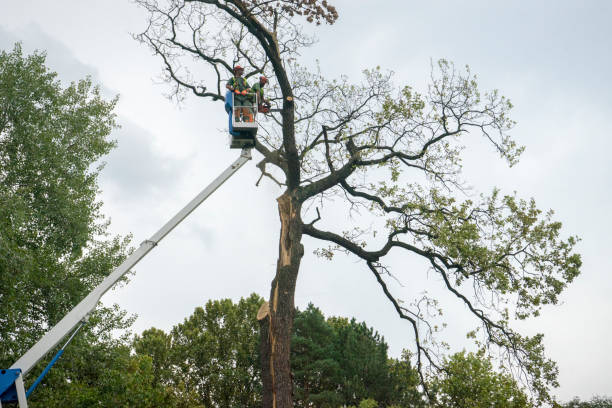 Trusted Spanaway, WA Tree Care Experts