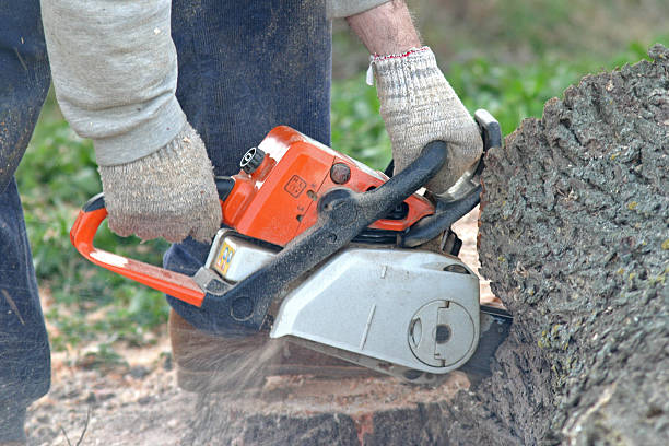 Best Tree Planting  in Spanay, WA