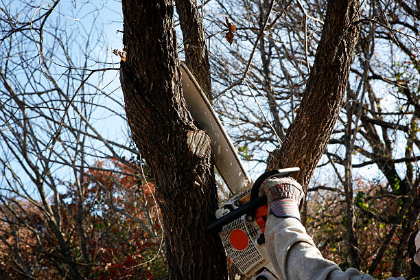 Best Hazardous Tree Removal  in Spanay, WA