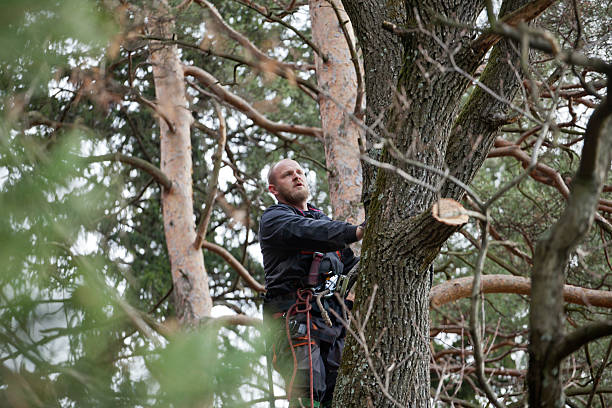 How Our Tree Care Process Works  in  Spanaway, WA